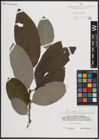 Foto von Salix caprea L.